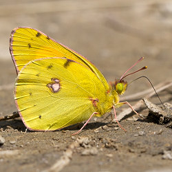 Colias myrmidone